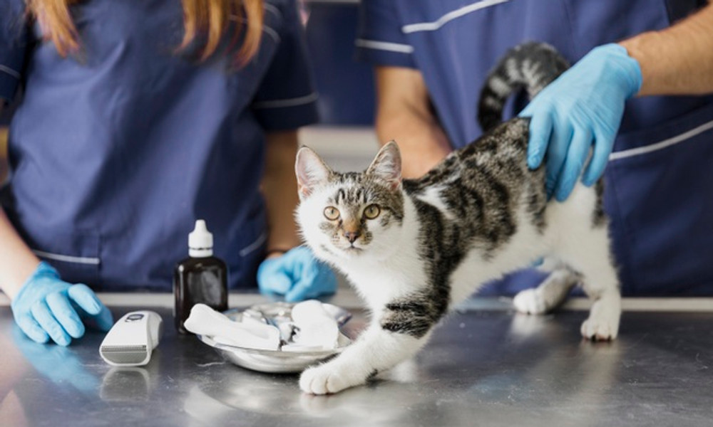 Por qué nunca rapamos a los gatitos (y qué hacemos en su lugar)
