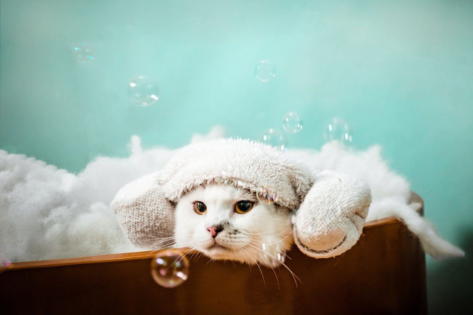 Un gatito blanco con turbante de toalla, entre espuma y burbujas