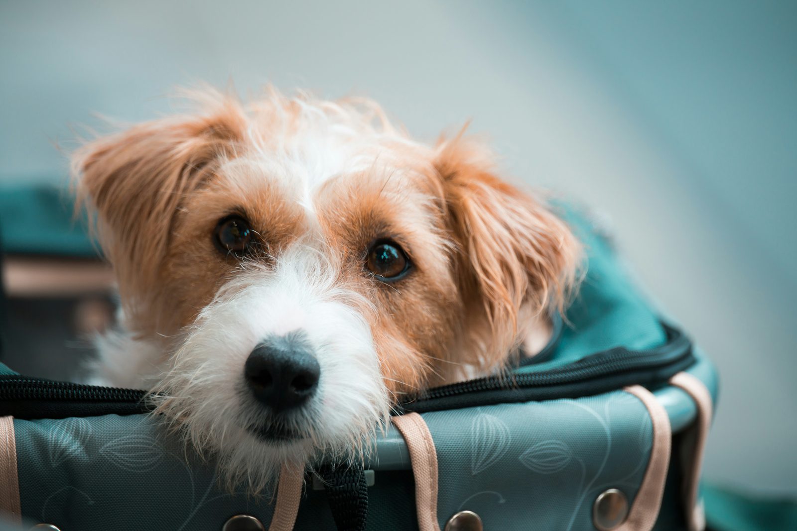Un terrier asomado de su transportadora de viaje, mirando a la cámara